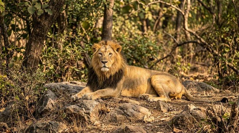 Complete Saurashtra: Somnath, Gir Safari & Dwarka